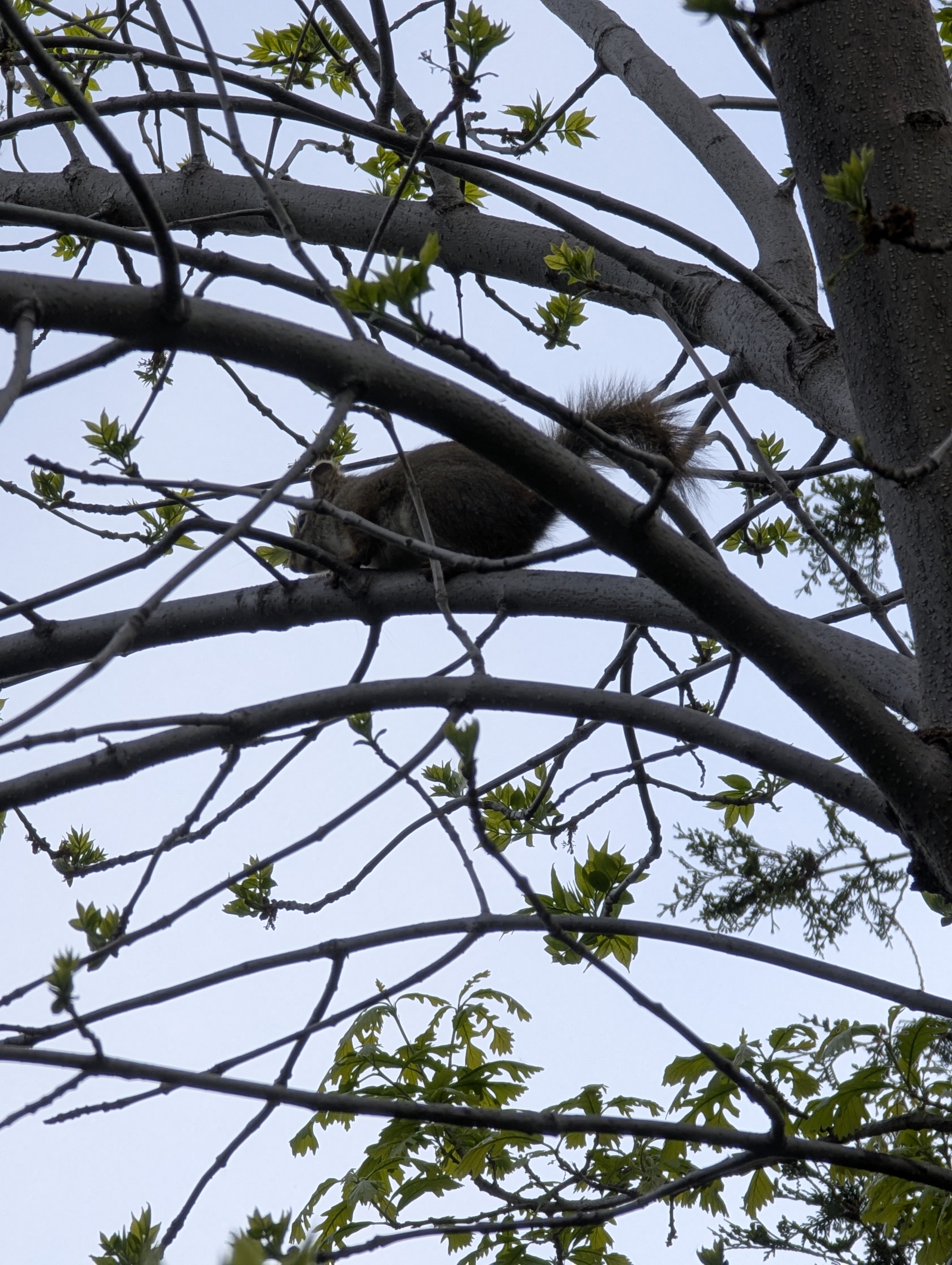 Birthday Trip to Canada, squirrel, Edmonton